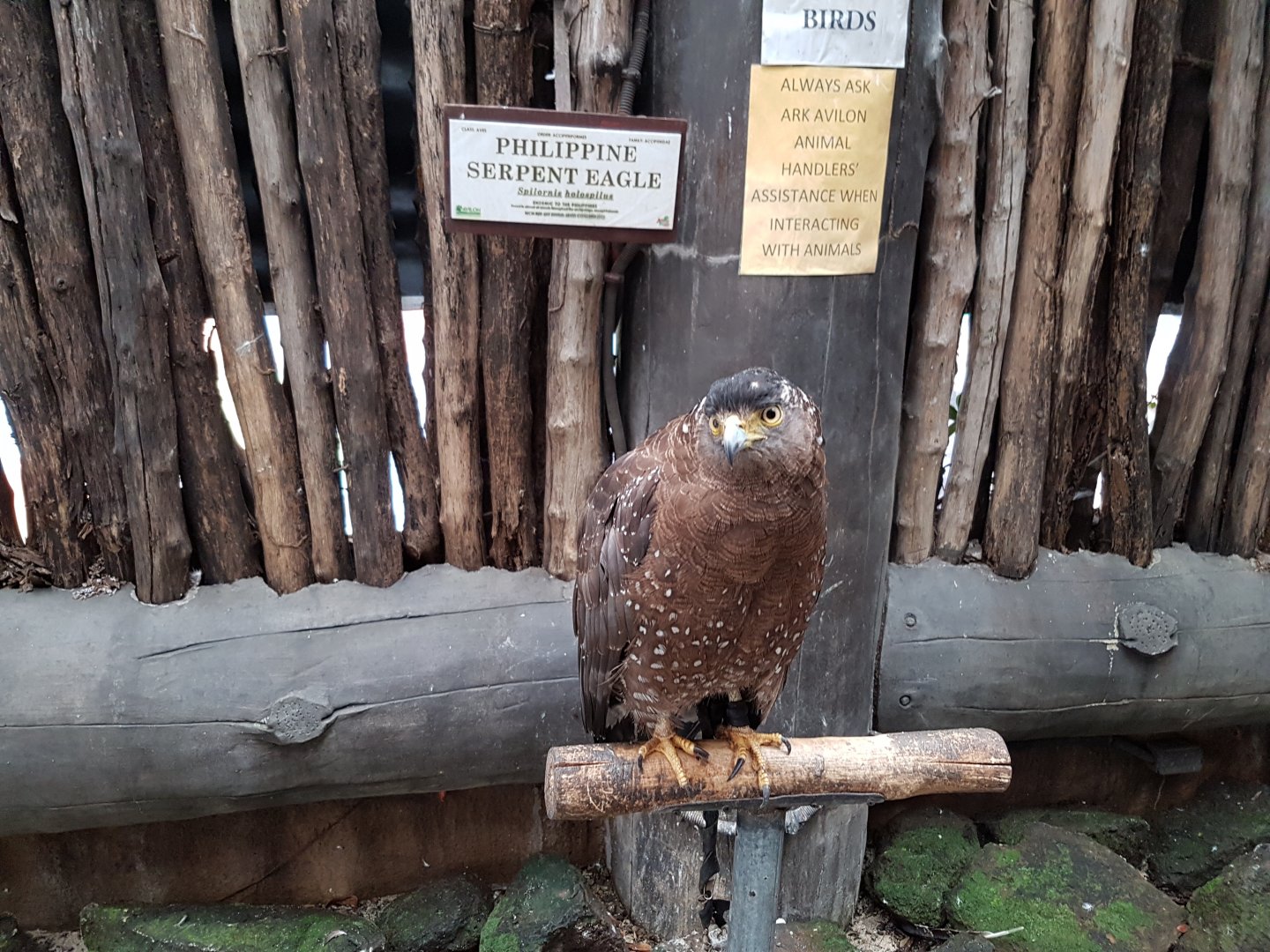 Phillipine Serpent Eagle at Ark Avilion Zoo in Manila