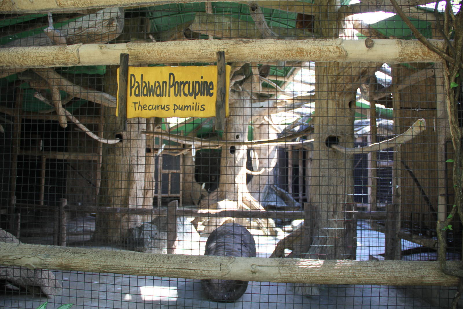 Phillipine short-tailed porcupine's, aka Palawan Porcupine, (Thecurus pumil