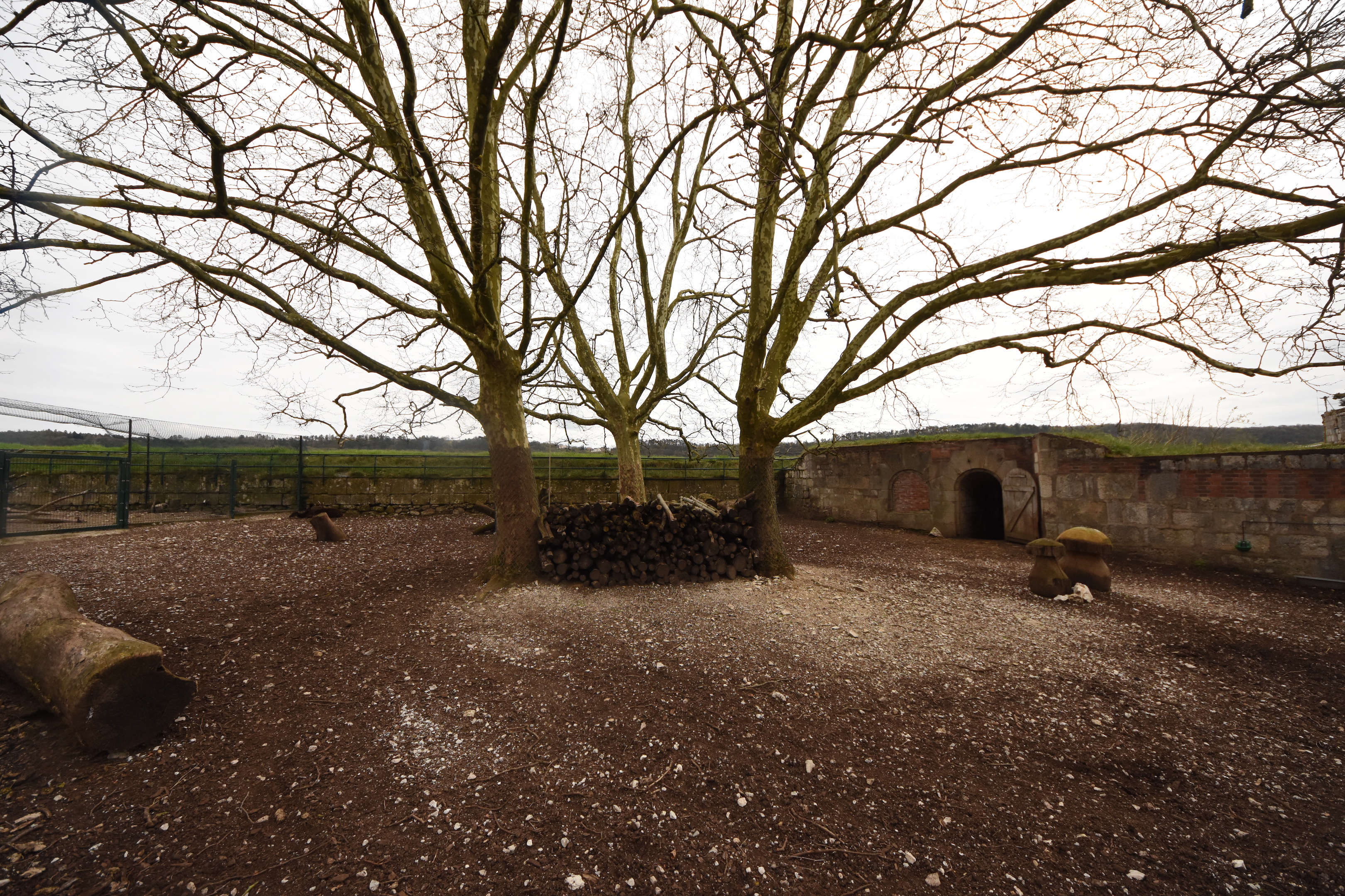 Phillipine spotted deer enclosure