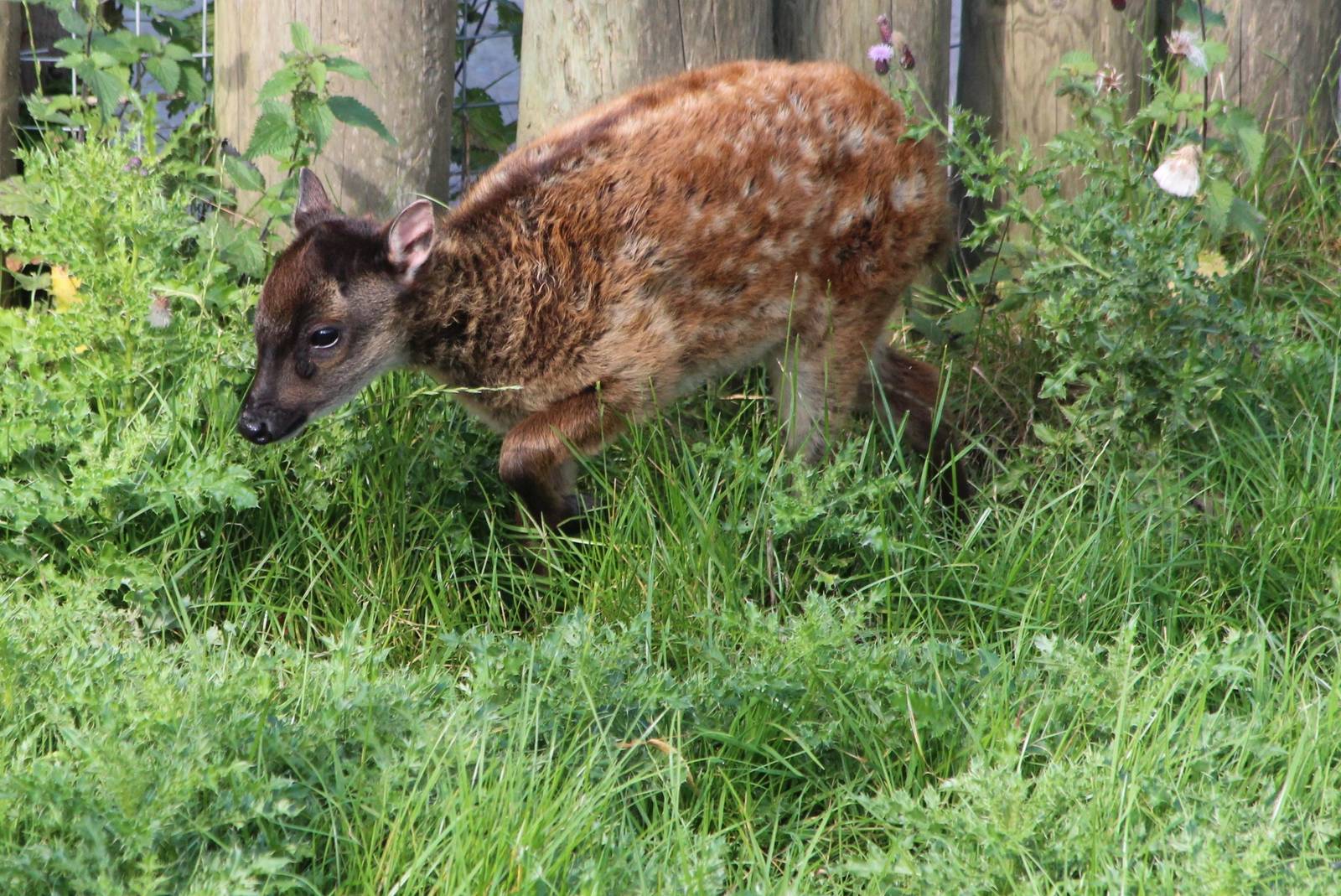 Phillipine Spotted Deer Fawn