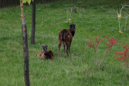 phillipine spotted deer