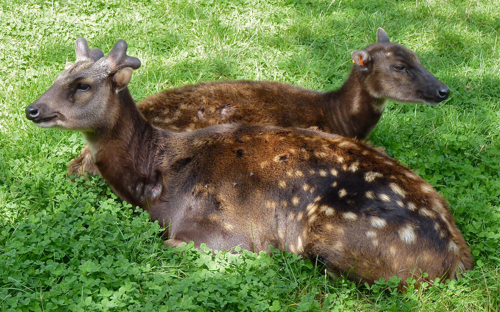 Phillipine Spotted Deer