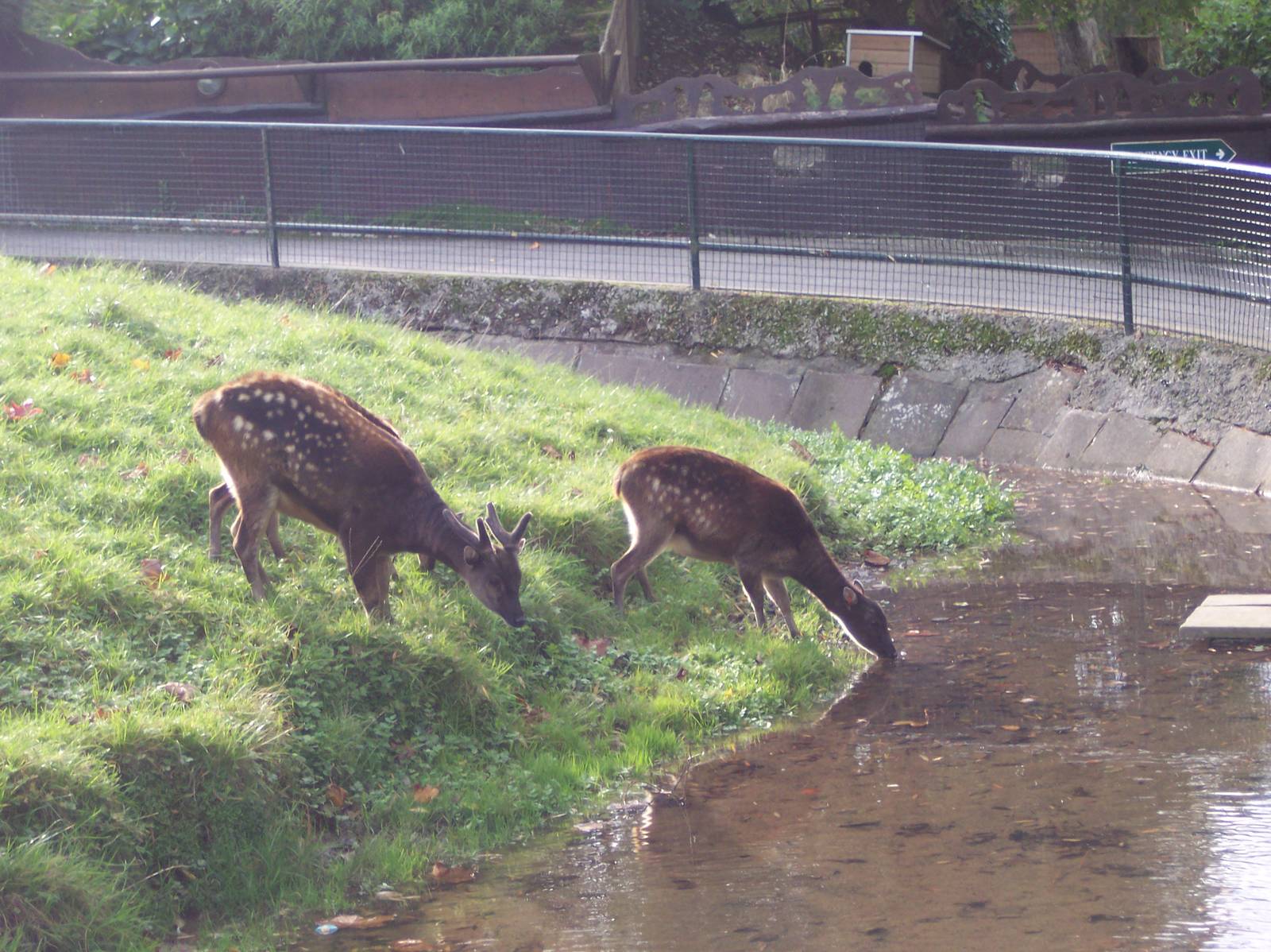 Phillipine Spotted Deer