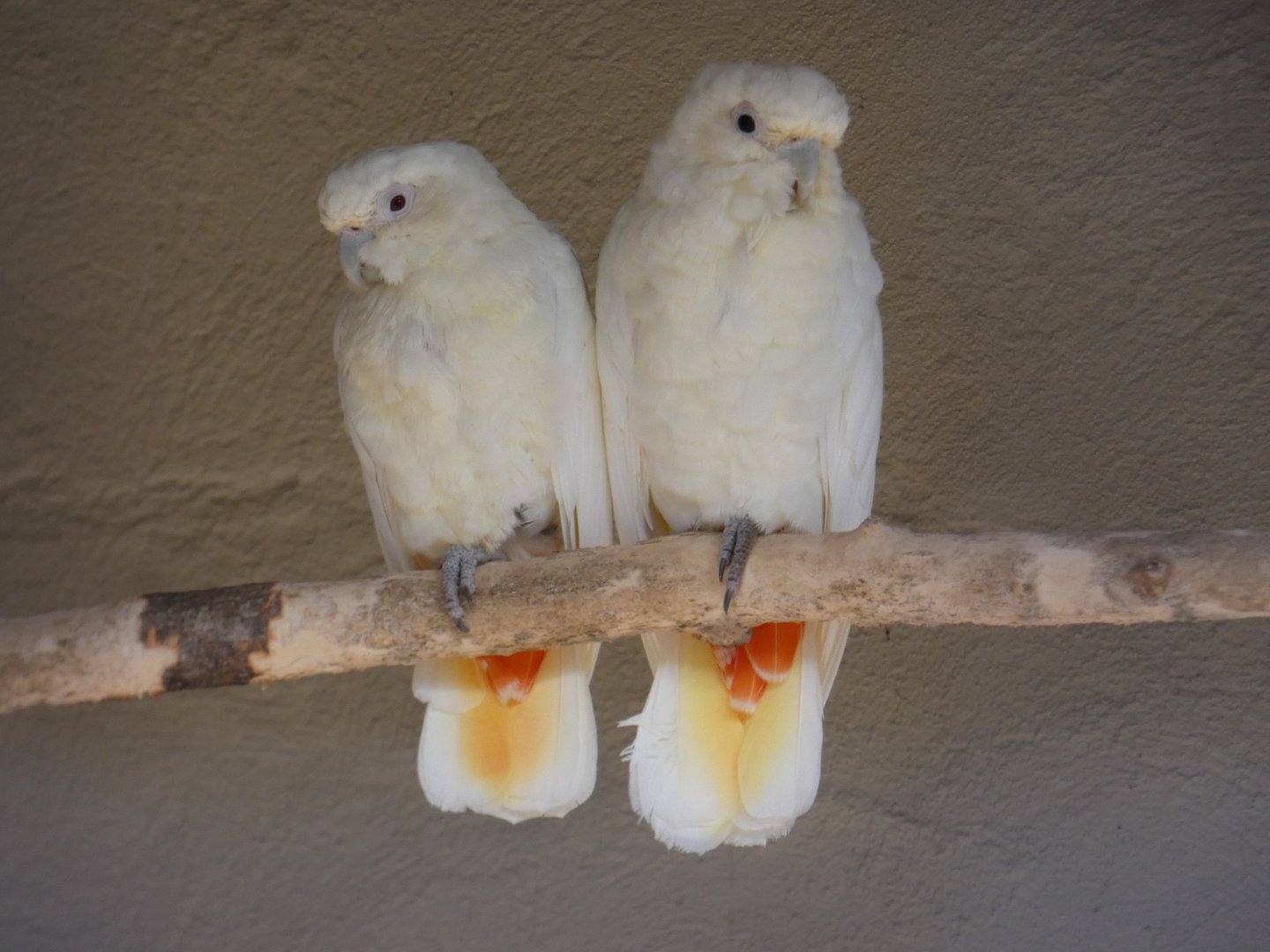 Phillippine Cockatoo
