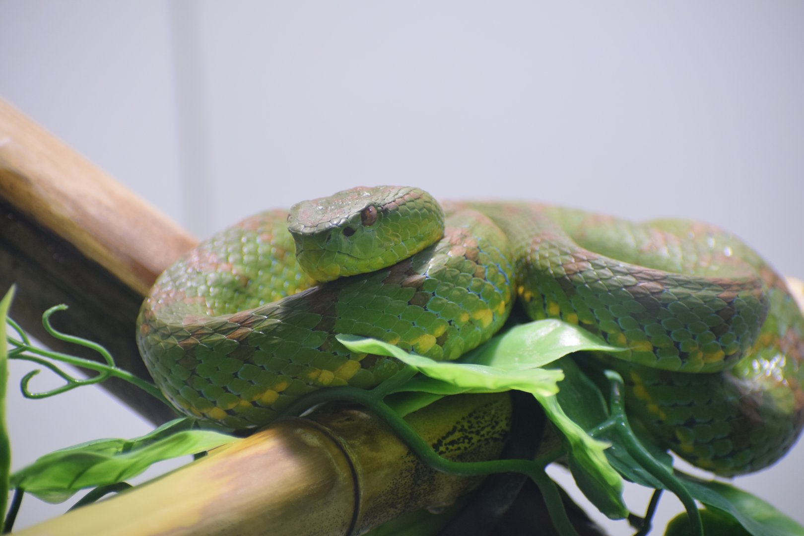 Phillippine pit viper