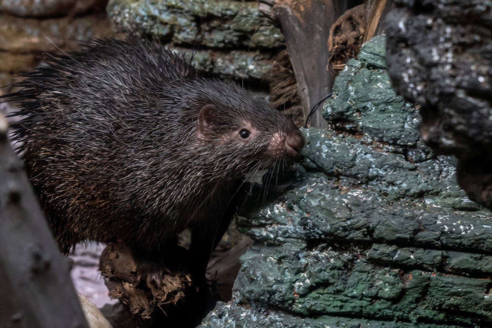 Phillippine porcupine (Hystrix pumila)