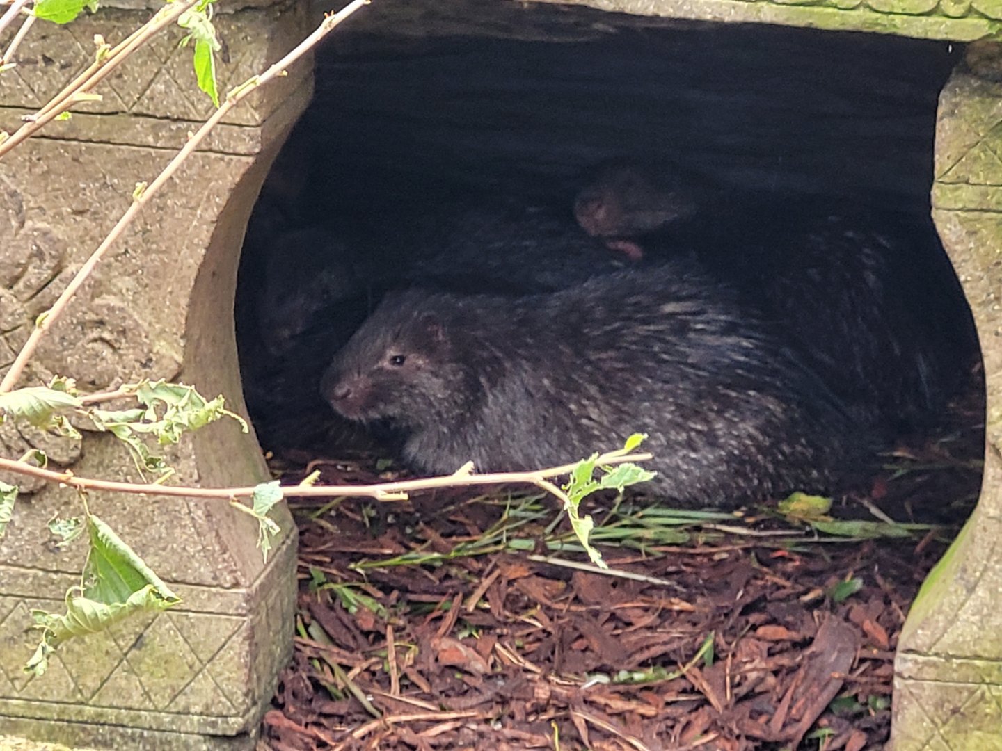 Phillippine porcupine -Zoo d'Asson (2022)