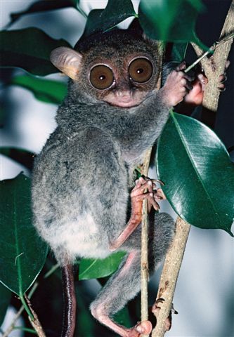 Phillippine Tarsier