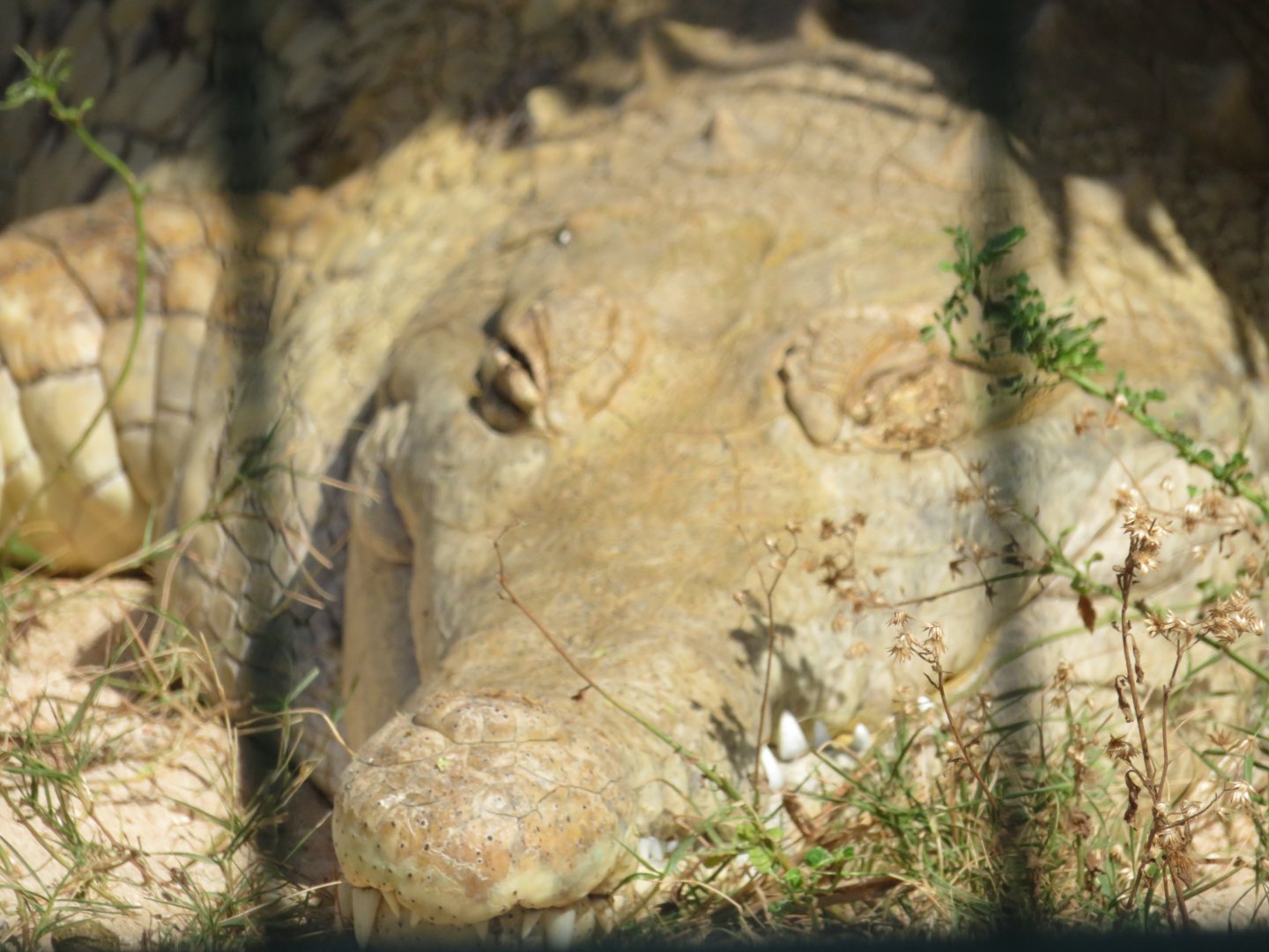 Phillips Animal Gardens - Aruba