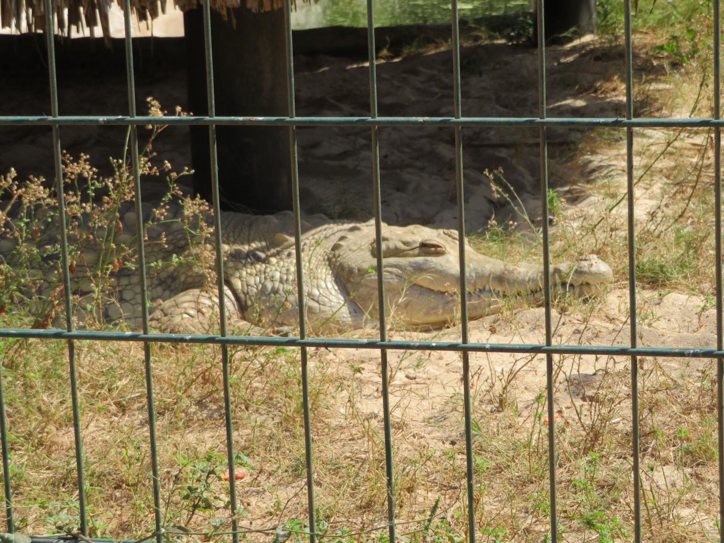 Phillips Animal Gardens - Aruba