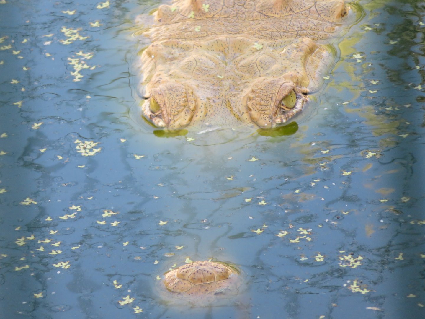 Phillips Animal Gardens - Aruba