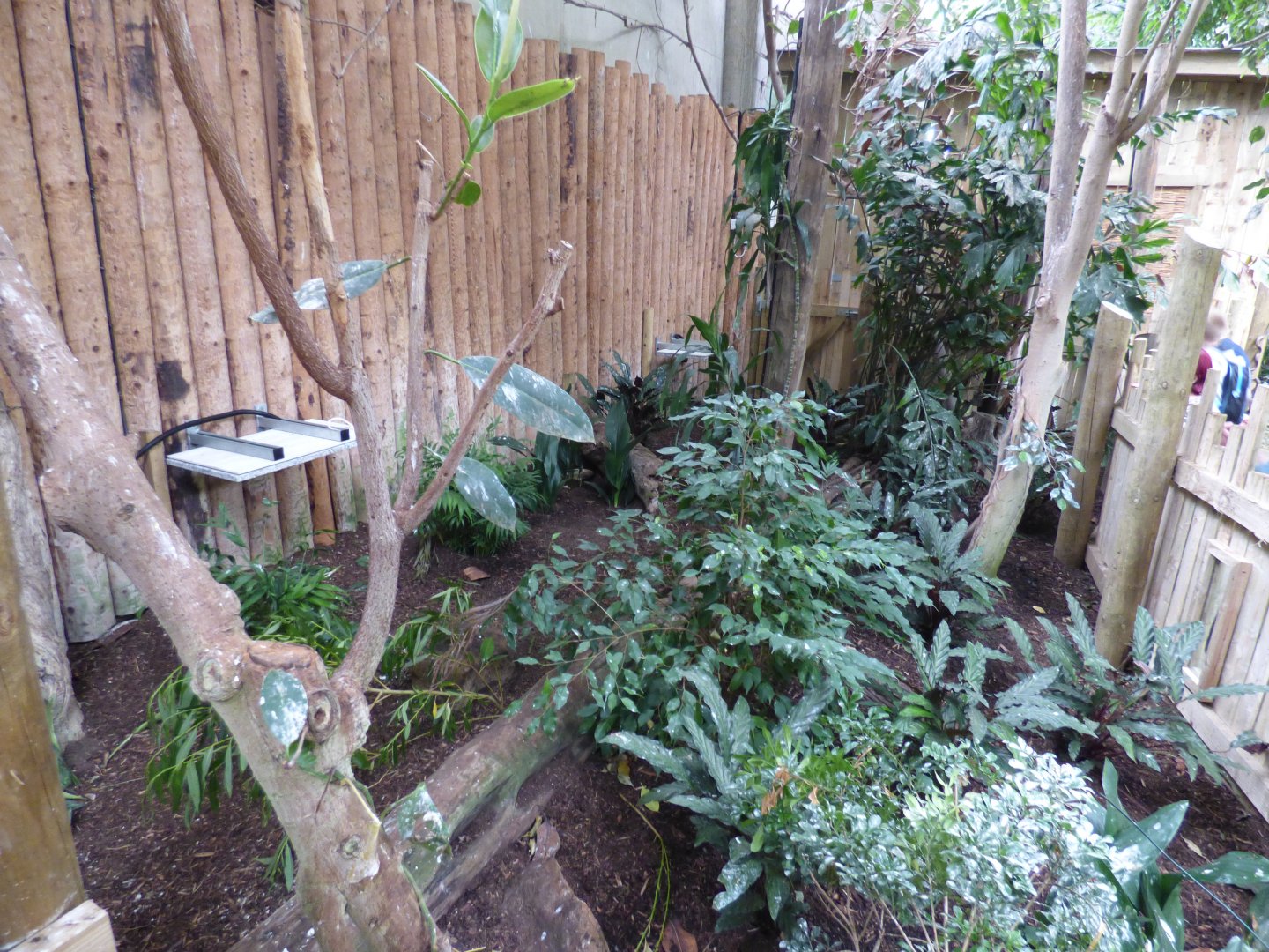 Phillppene Mouse Deer enclosure from seat
