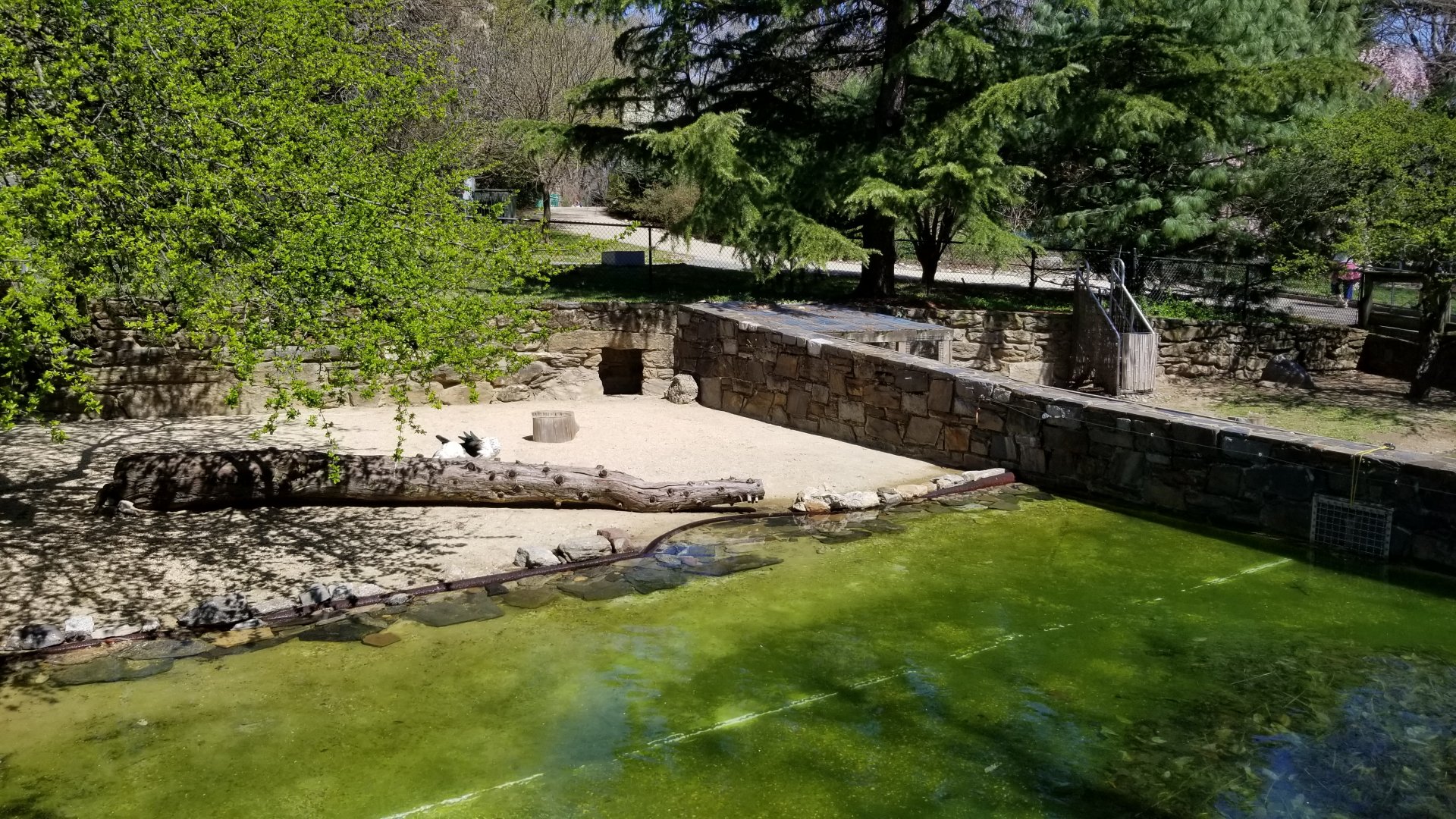 Philly - Andean Geese