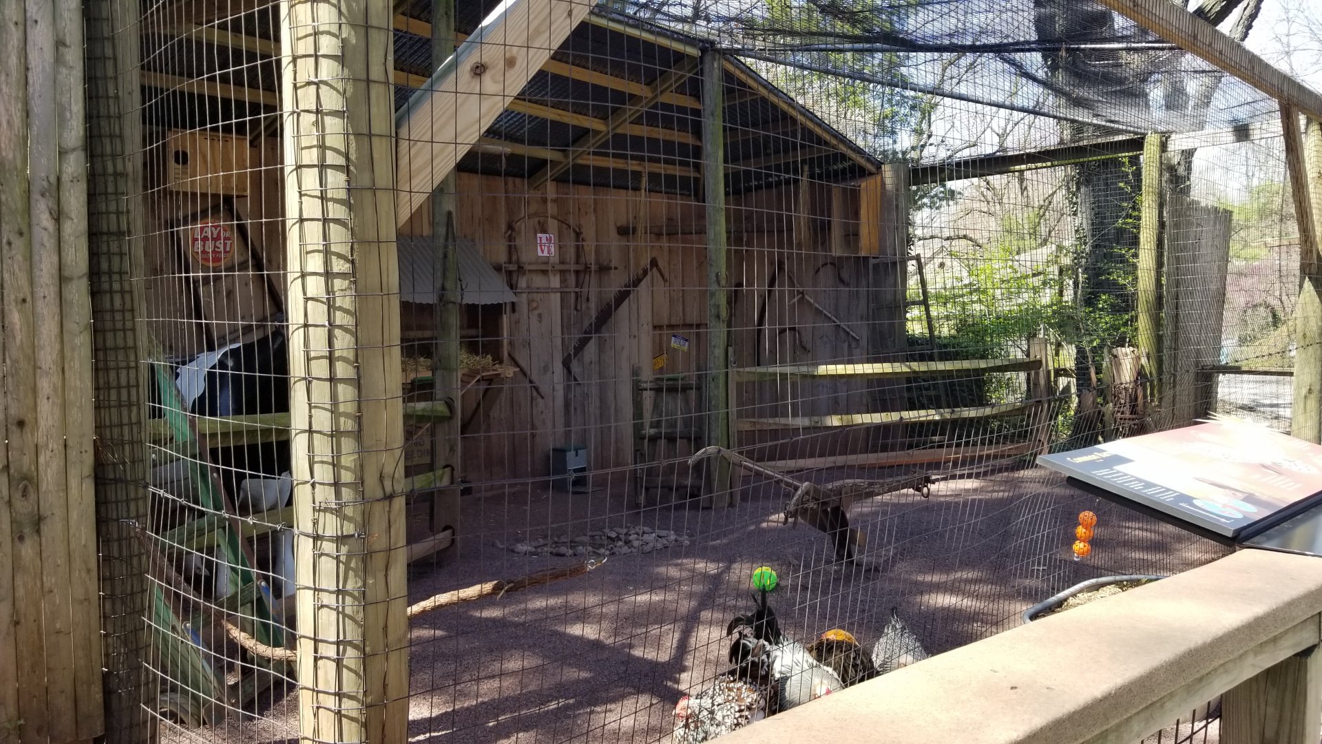 Philly - barn owl and chickens