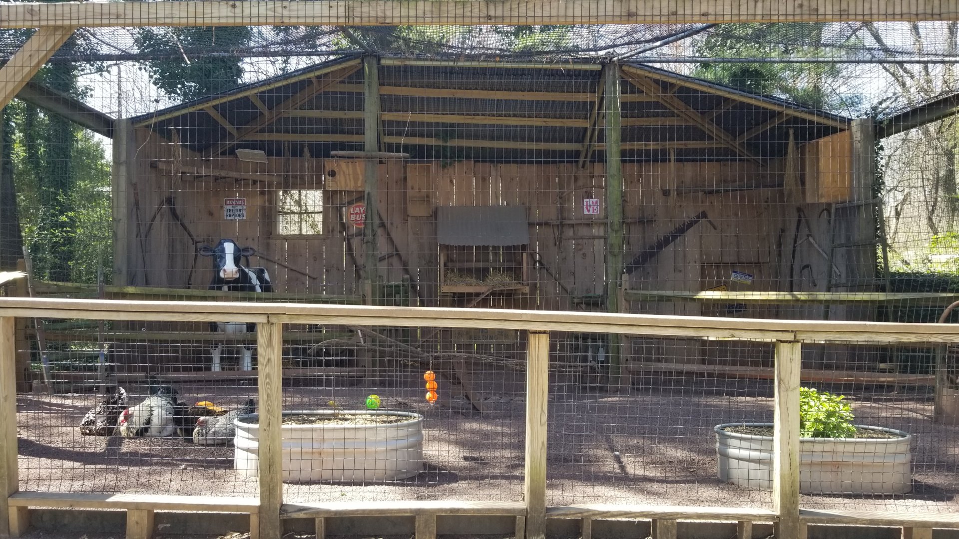 Philly - Barn owl and chickens