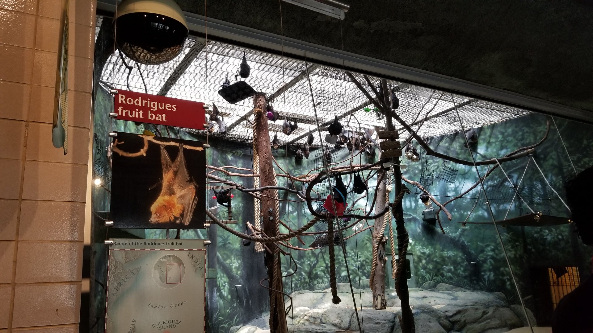 Philly - Bats now in center exhibit