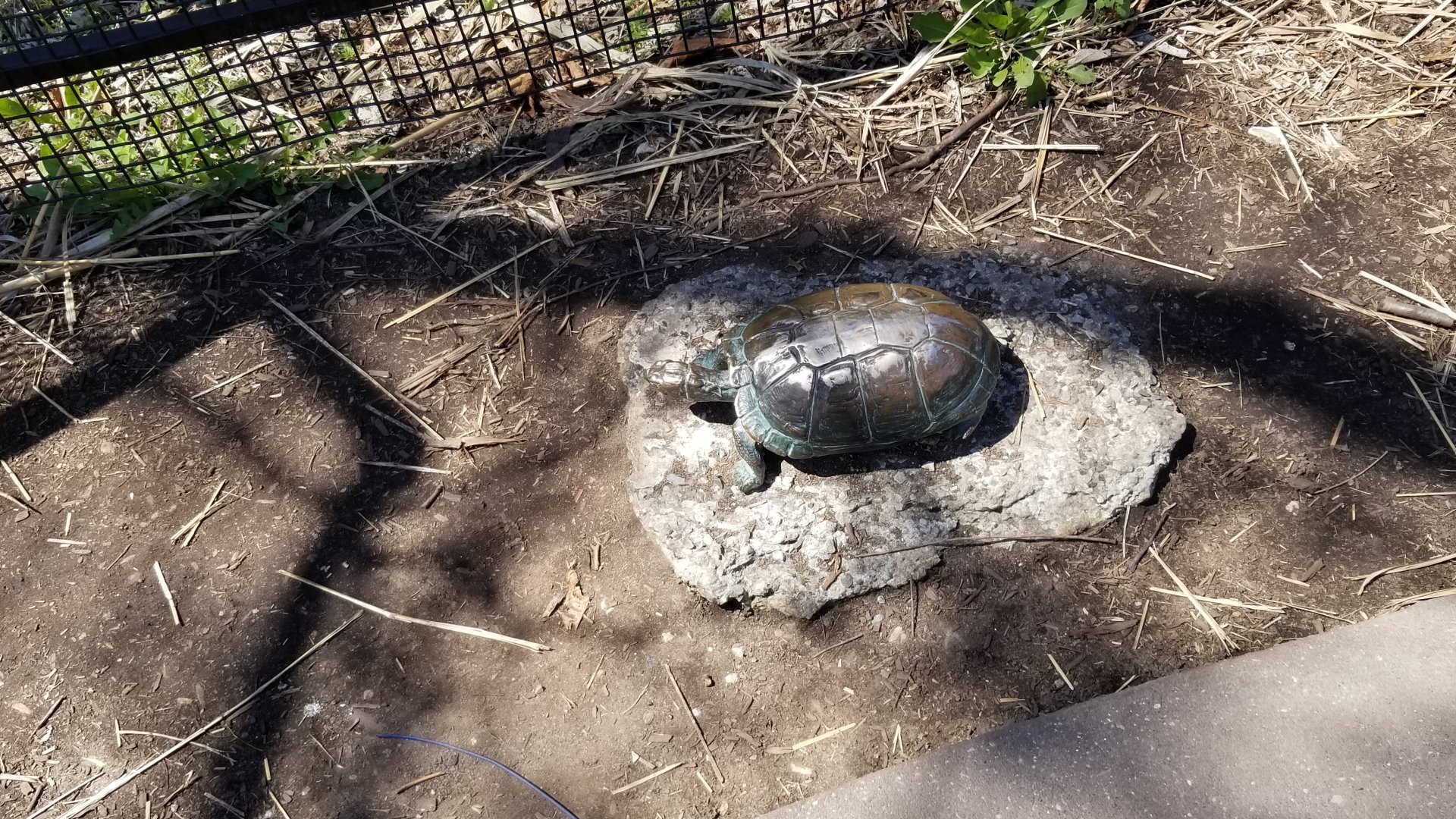 Philly - Big Cat Falls statue #1, turtle