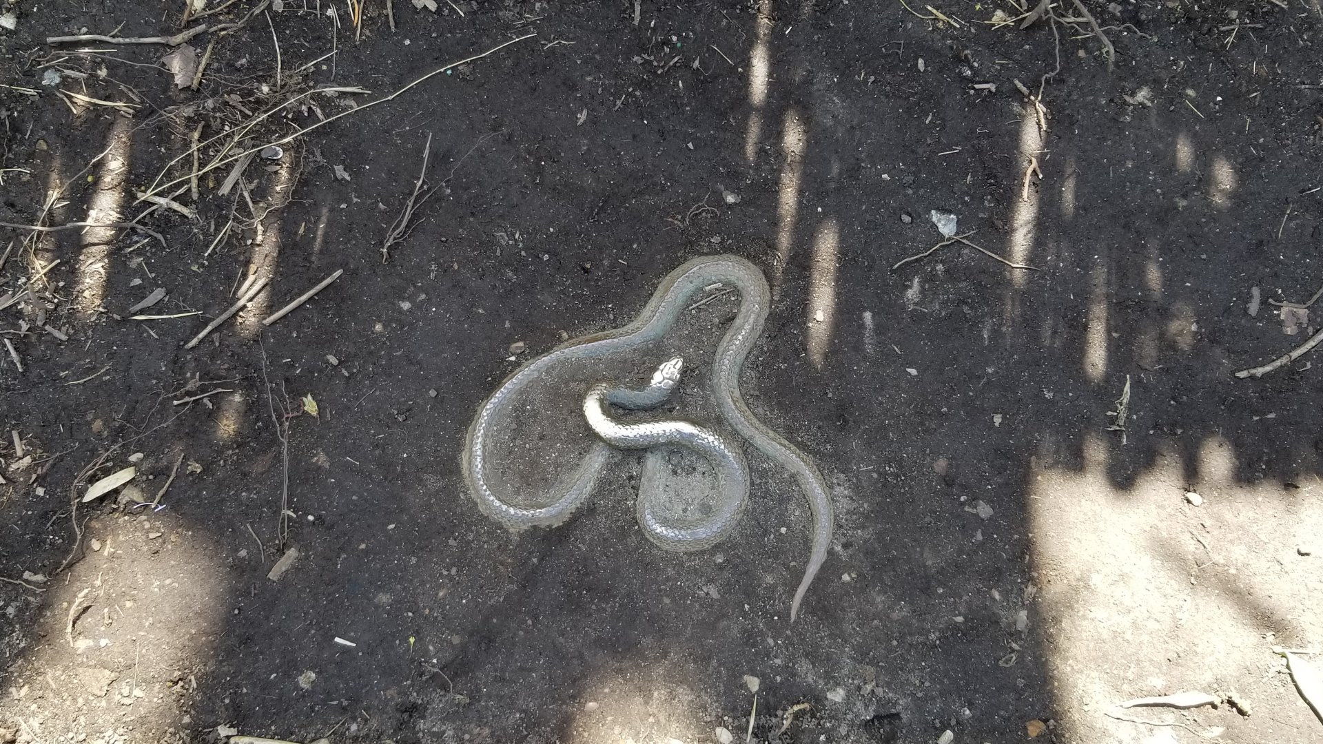 Philly - Big Cat Falls statue #9, snake