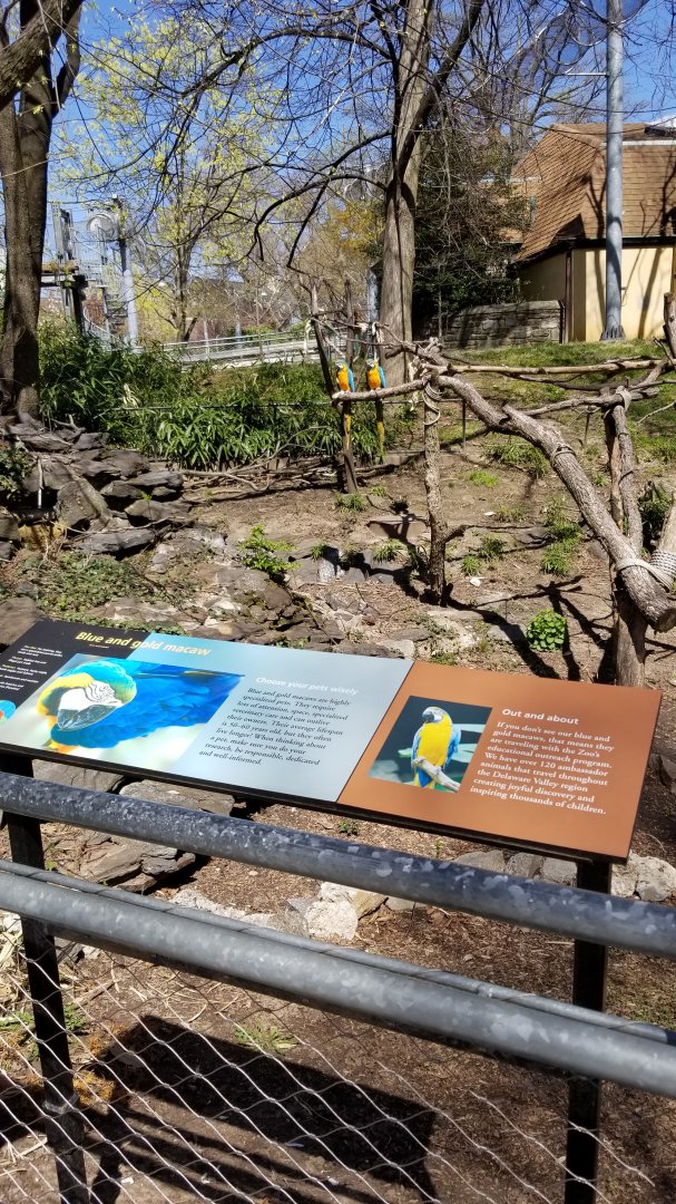Philly - Blue & Gold macaws in bird valley