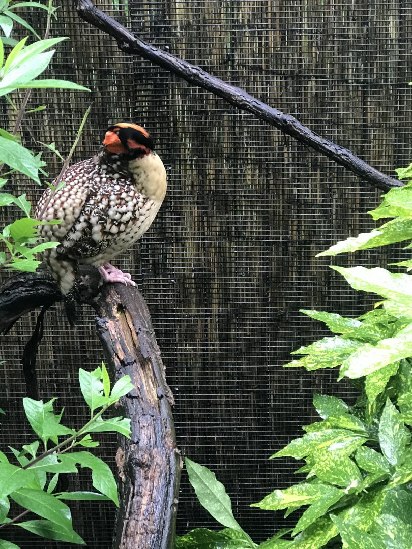 Philly-Catyr’s tragopan inside Wings of Asia