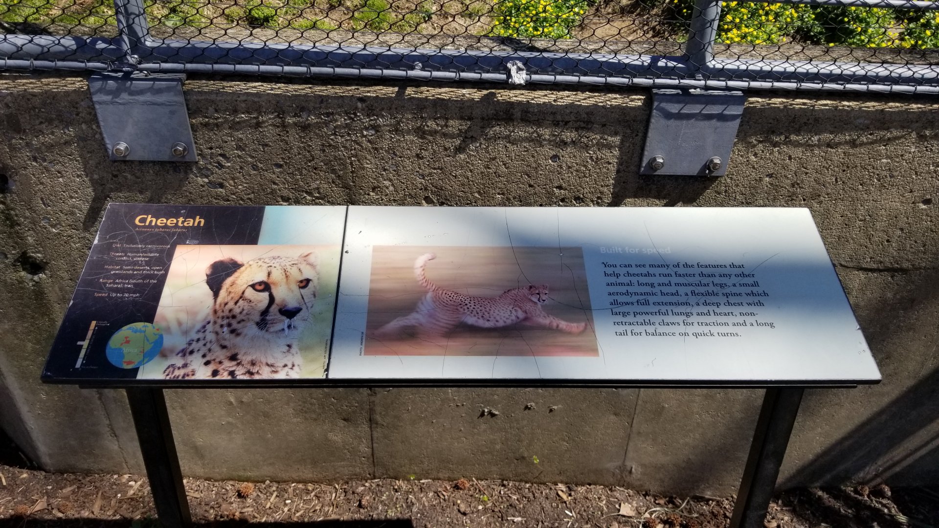 Philly - Cheetah exhibit