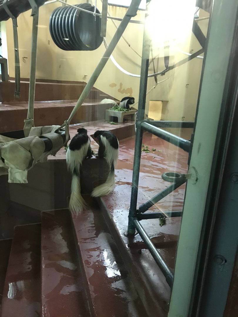 Philly-colobus monkeys