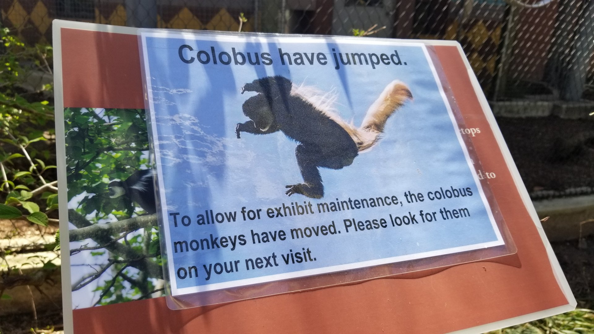 Philly - Colobus sign, switched with spider monkeys