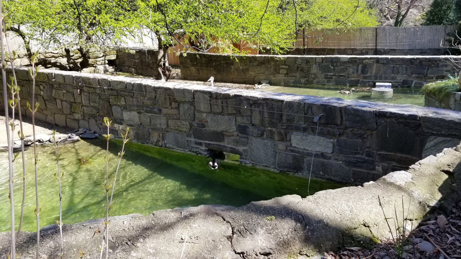 Philly - Duck "tunnel"