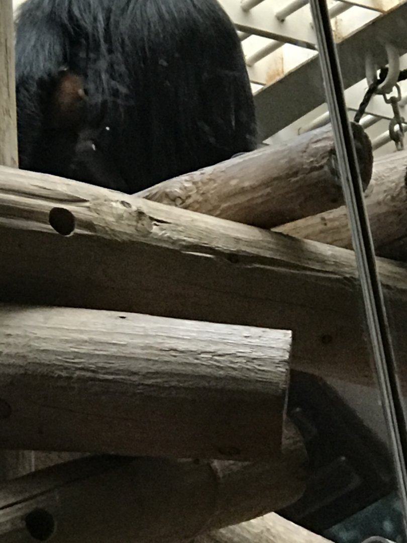 Philly-Francois langur, baby peeking out