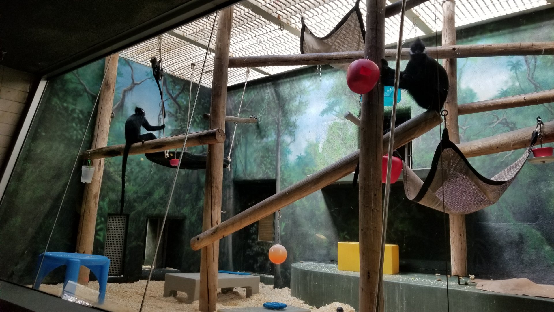 Philly - Francois langur, including baby