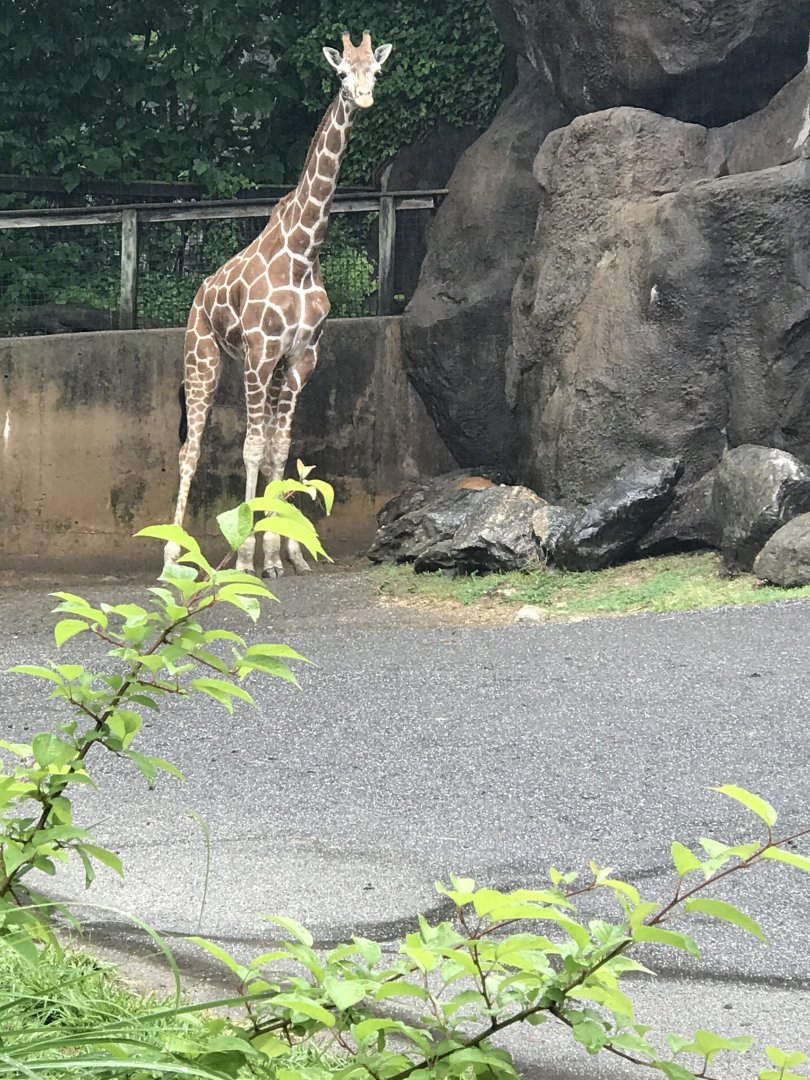 Philly-giraffe