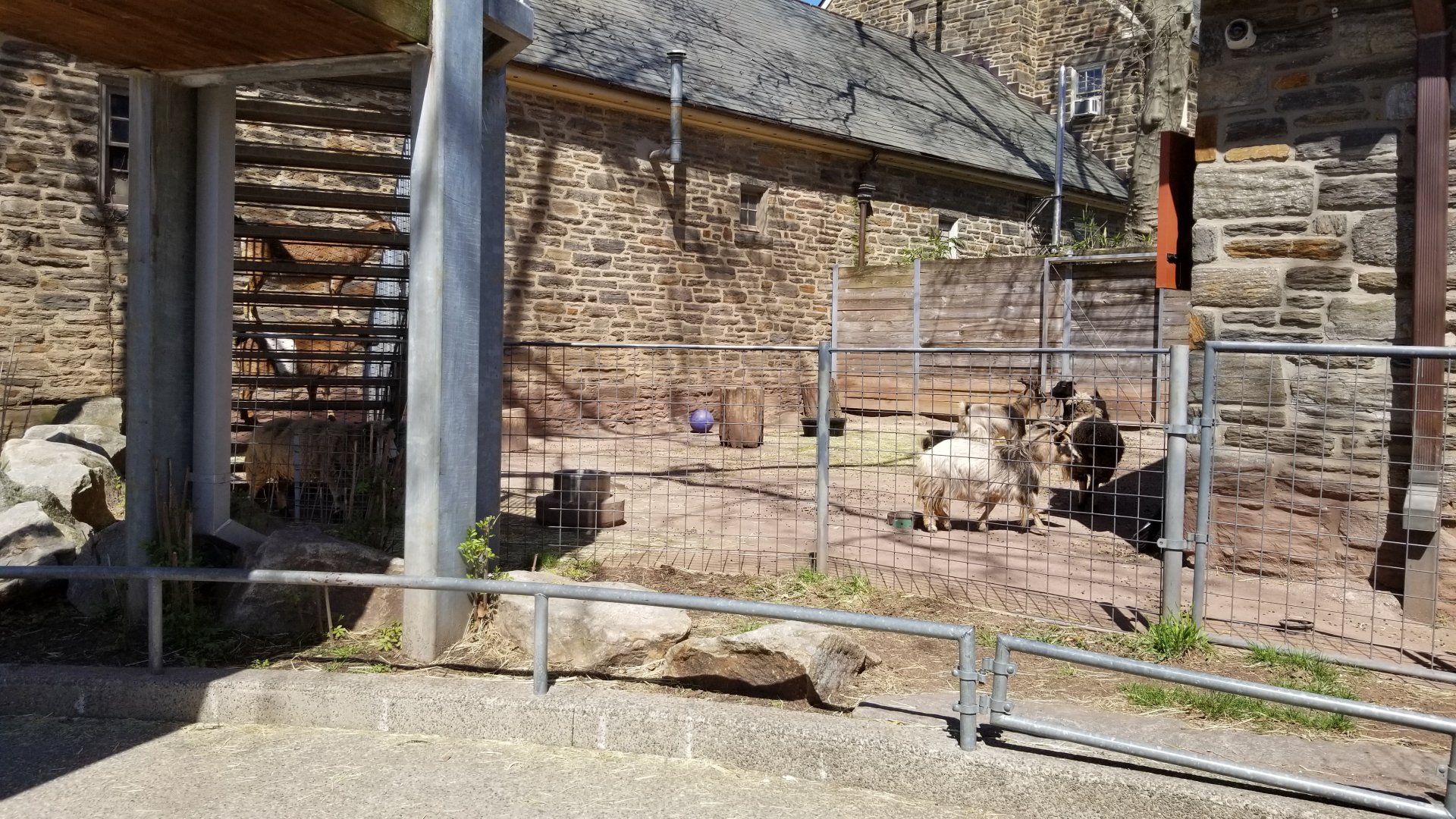 Philly - Goats in visible area