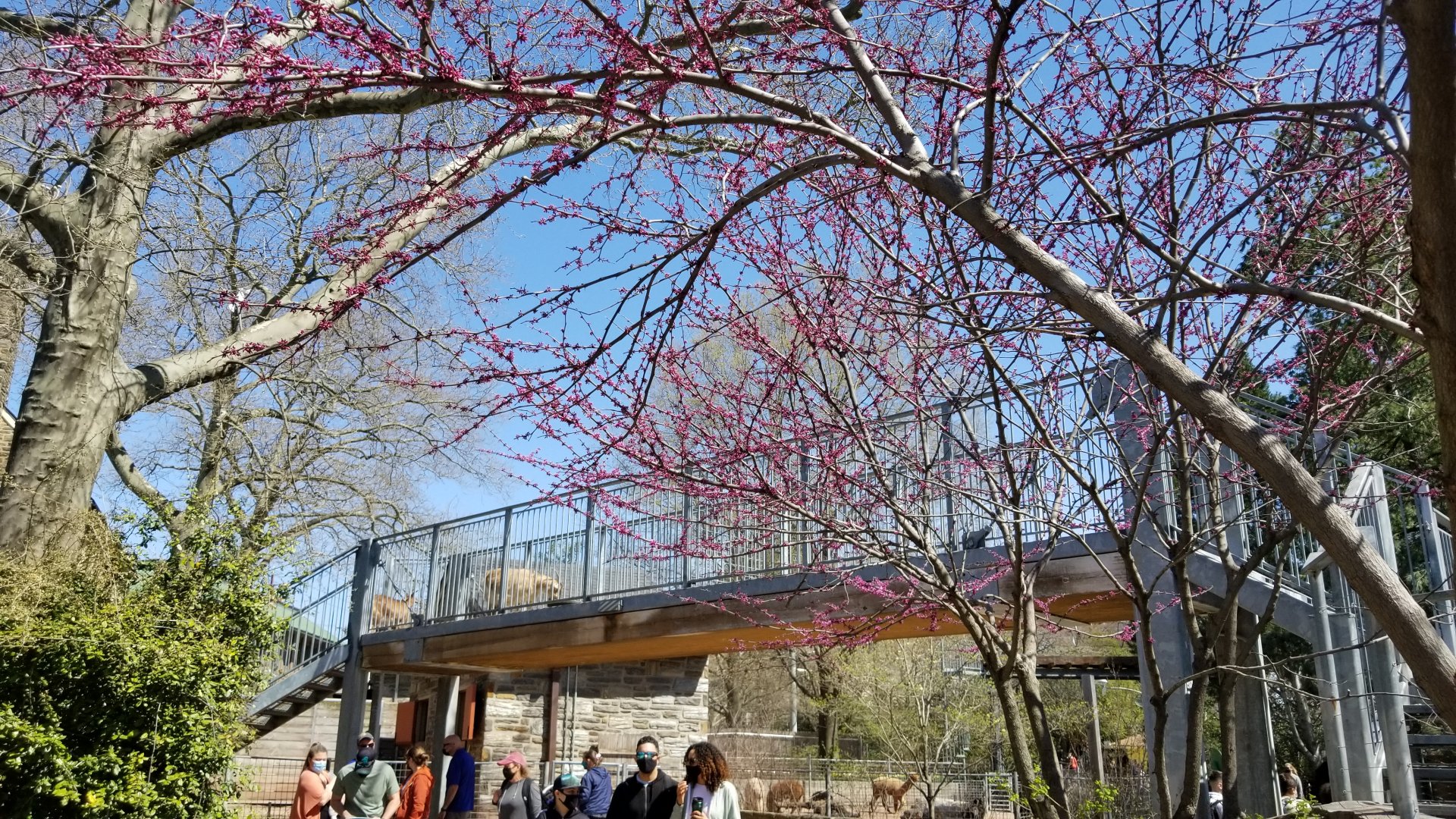 Philly - Goats on bridge, so people can see them