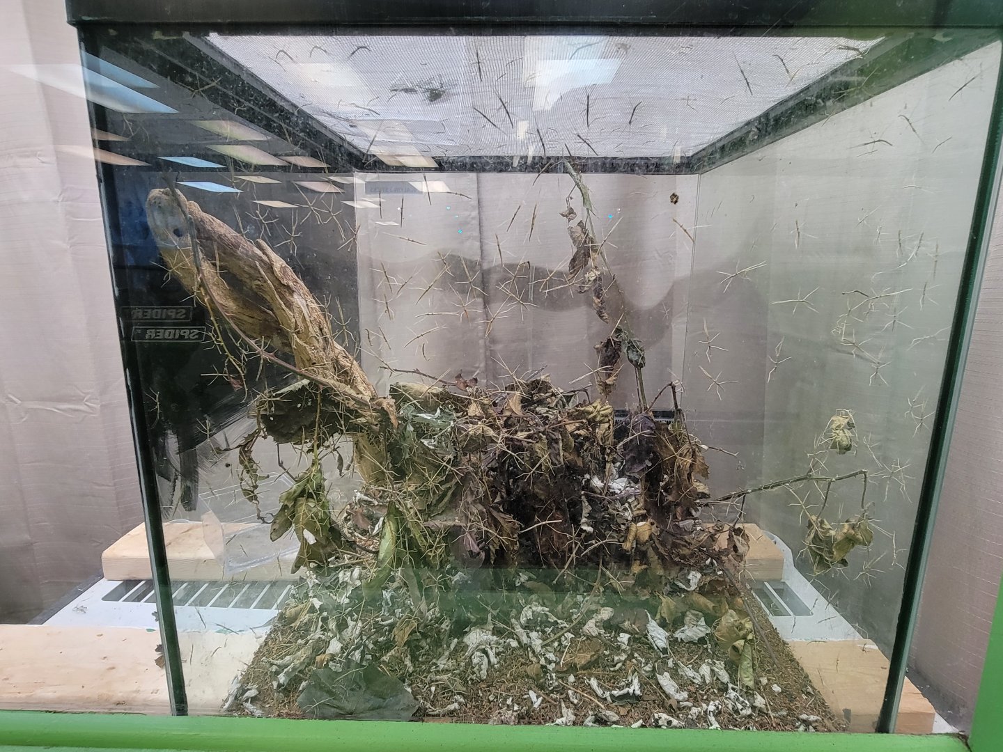 Philly Insectarium - A LOT of Annam walking sticks