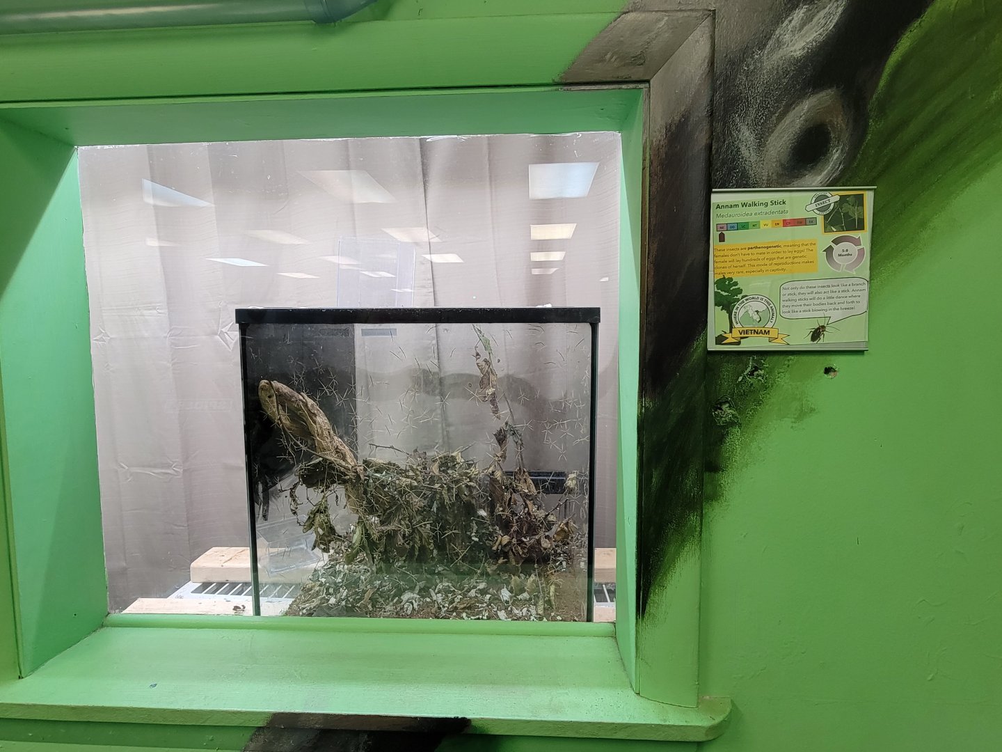Philly Insectarium - Annam walking sticks
