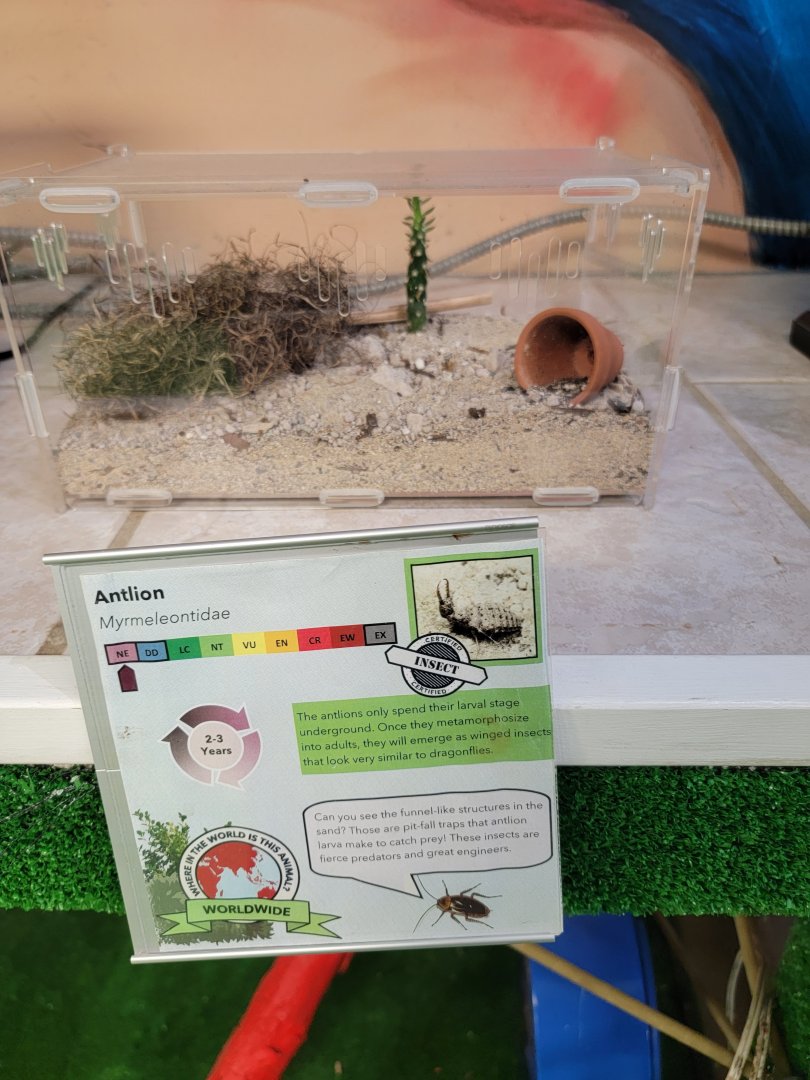 Philly Insectarium - Antlion species