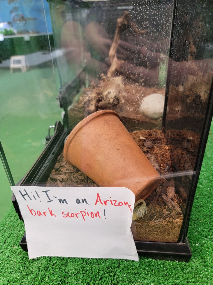 Philly Insectarium - Arizona bark scorpion
