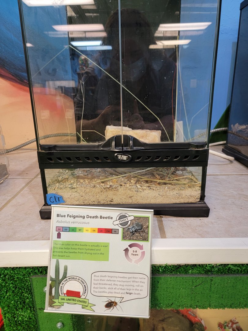 Philly Insectarium - Blue feigning death beetle