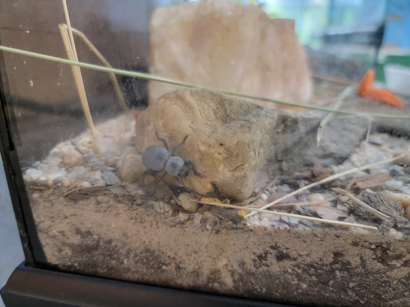 Philly Insectarium - Blue feigning death beetle