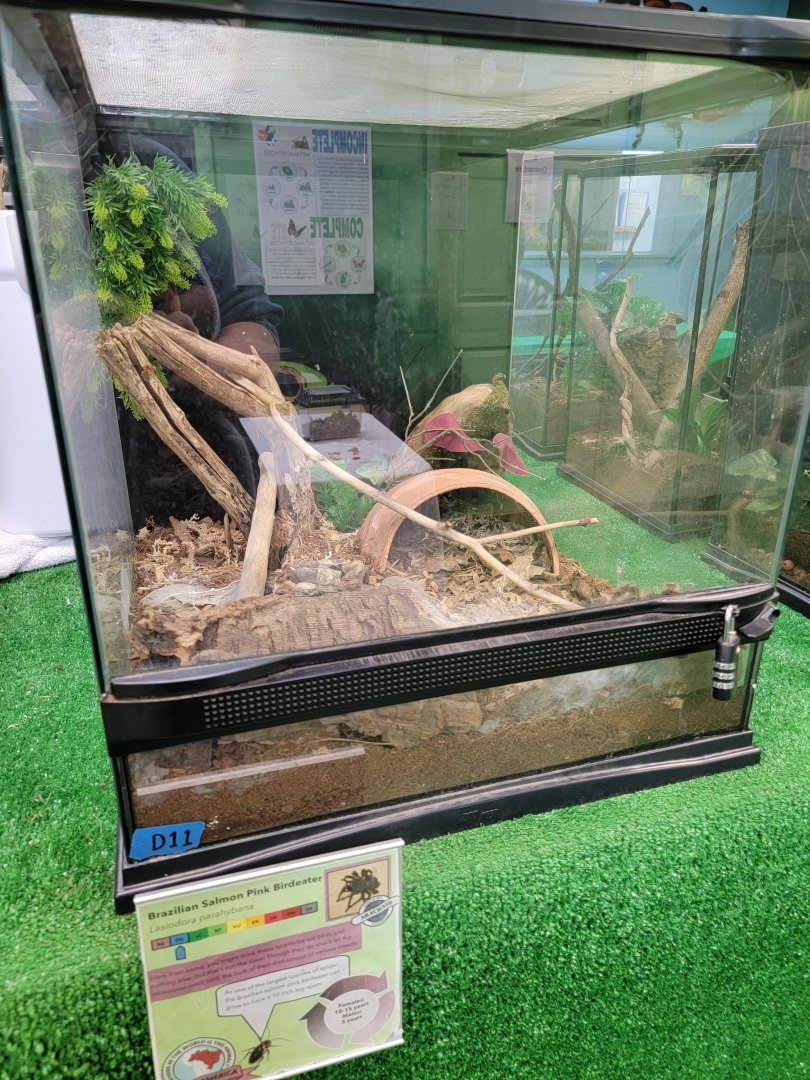 Philly Insectarium - Brazilian salmon pink birdeater