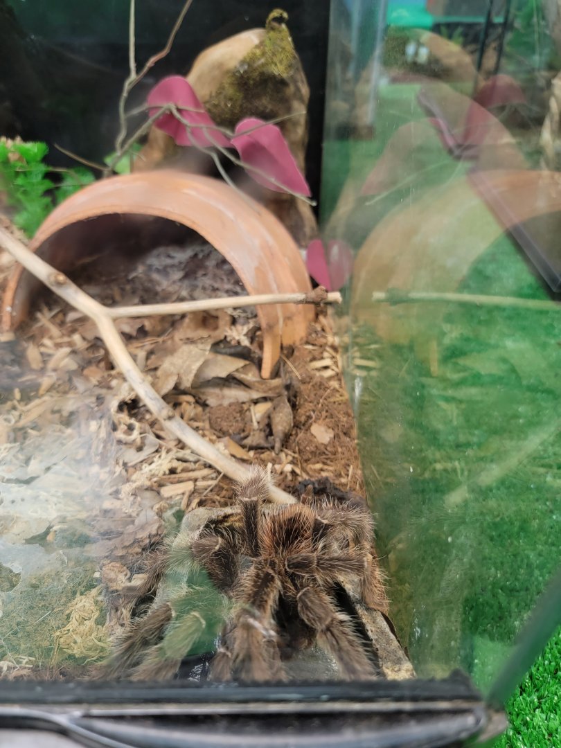 Philly Insectarium - Brazilian salmon pink birdeater