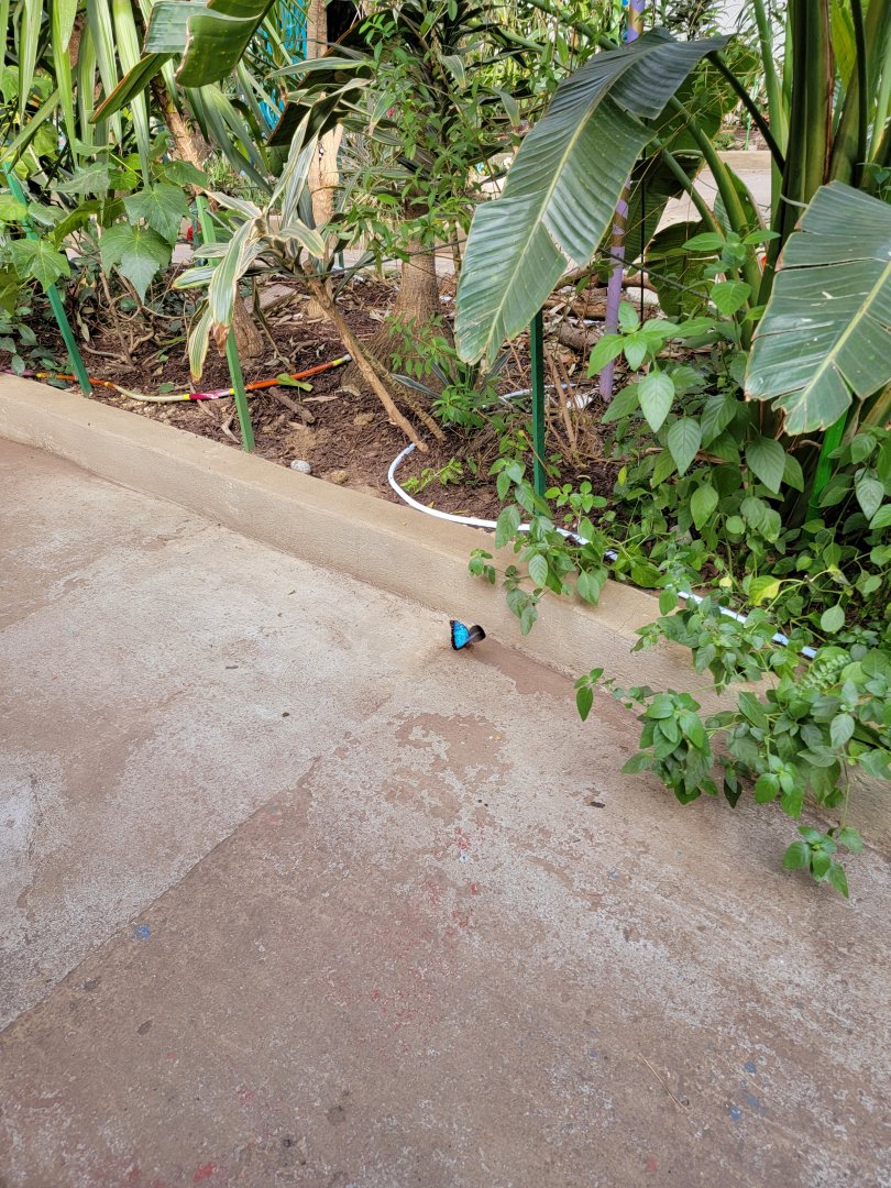 Philly Insectarium - Butterfly ID?