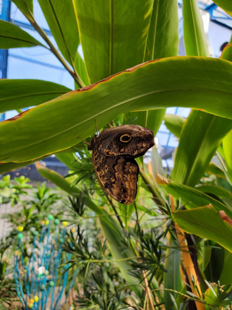 Philly Insectarium - Butterfly ID?