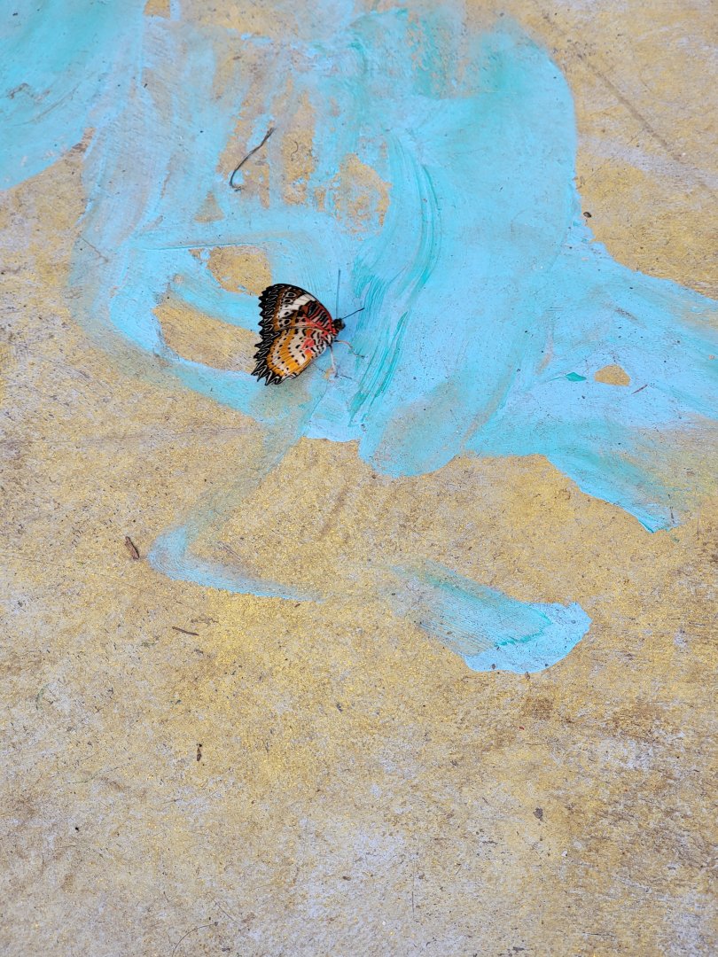Philly Insectarium - Butterfly ID?