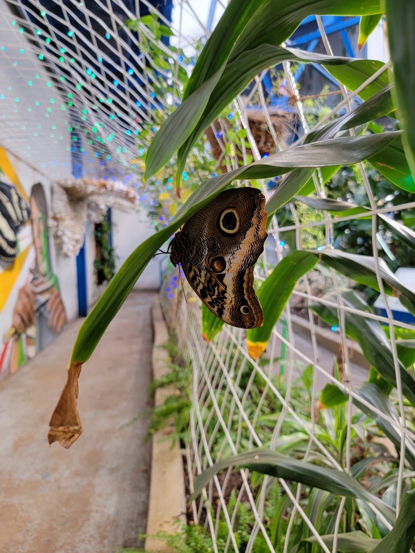 Philly Insectarium - Butterfly ID?
