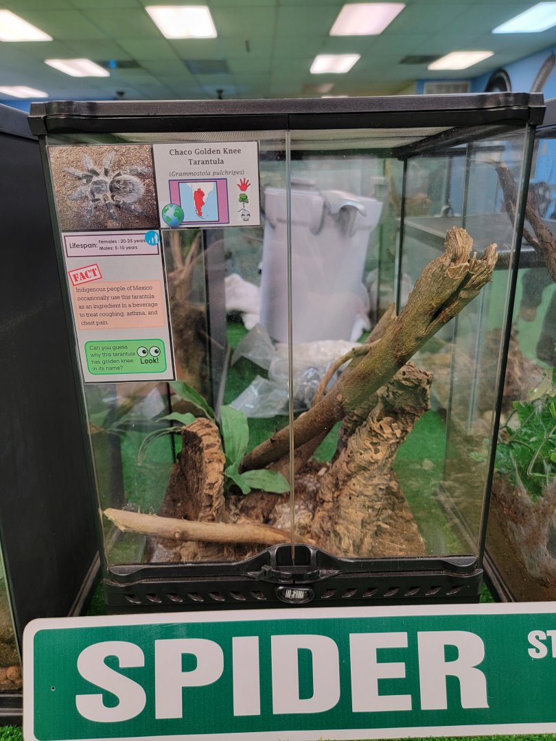 Philly Insectarium - Chaco golden knee tarantula