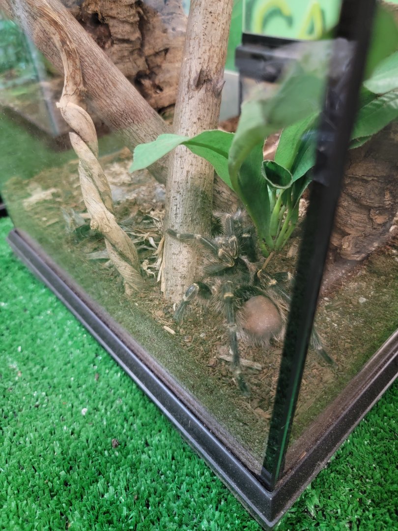 Philly Insectarium - Chaco golden knee tarantula