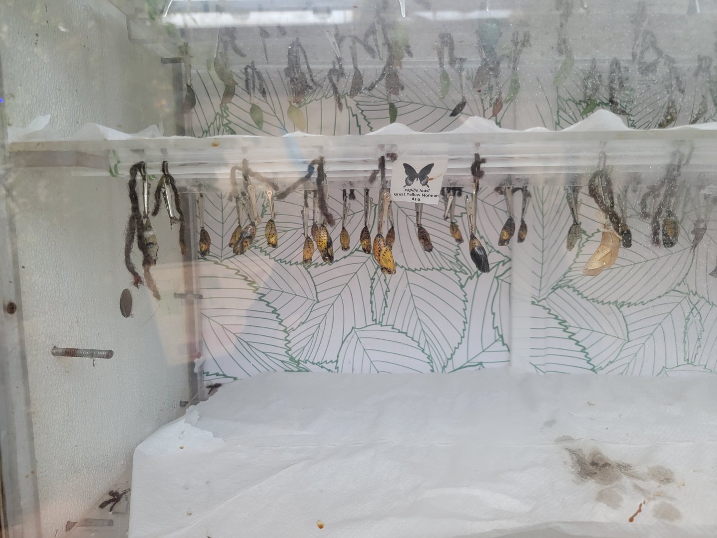 Philly Insectarium - Chrysalides