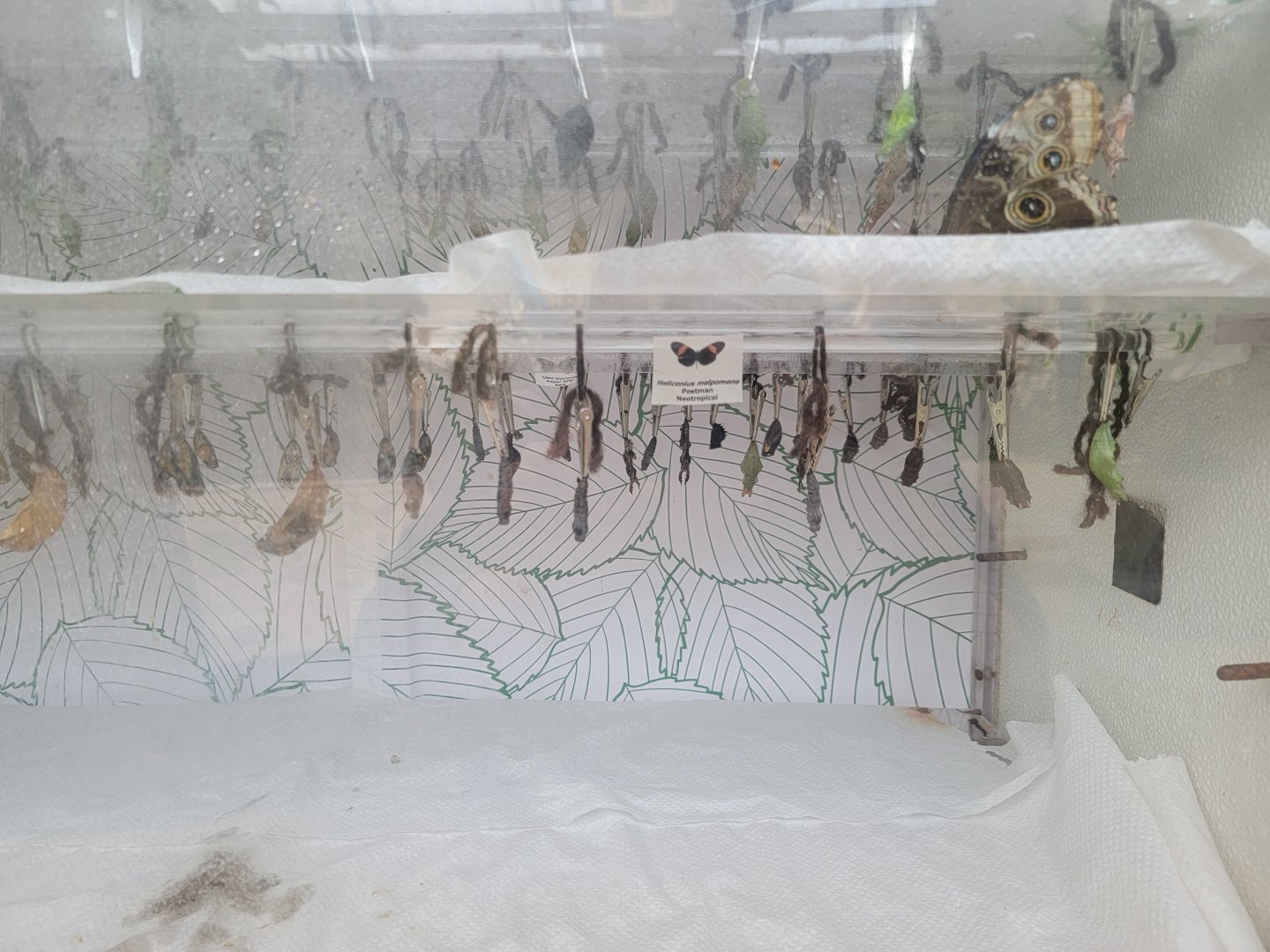 Philly Insectarium - Chrysalides