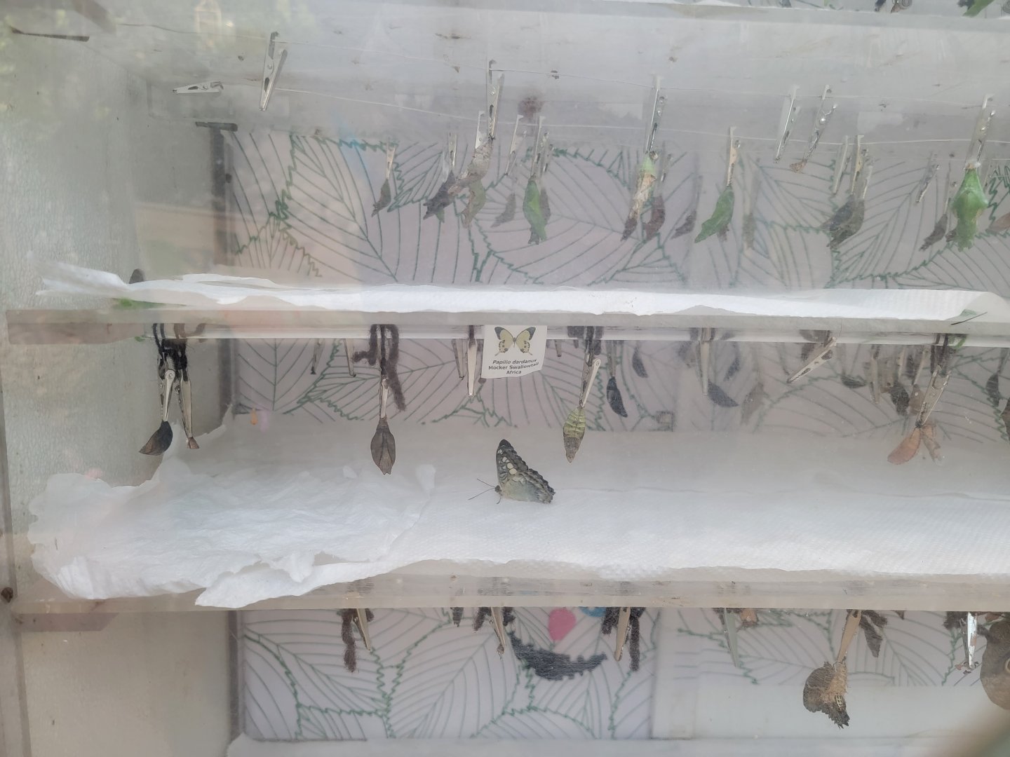 Philly Insectarium - Chrysalides